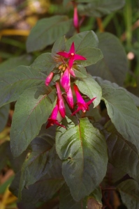 Fuchsia 'Steirerblut'