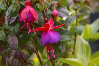 Fuchsia 'Swanley Gem'