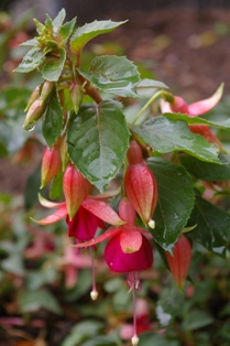 Fuchsia 'Thomasina'