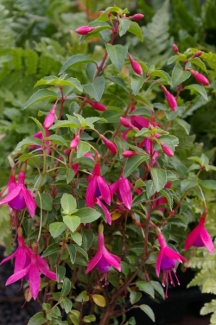 Fuchsia 'Tom Thumb'