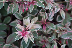 Fuchsia 'Tom West'