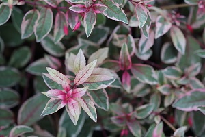 Fuchsia 'Tom West'