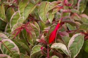 Fuchsia 'Tom West'