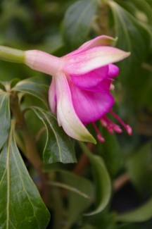 Fuchsia 'Turkish Delight'