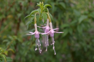 Fuchsia magellanica 'Alba'