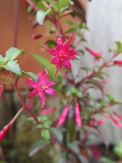 Fuchsia microphylla 'Steel 'n Stars'