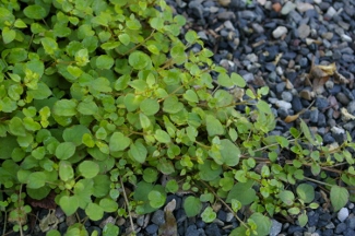 Fuchsia procumbens