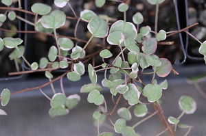 Fuchsia procumbens 'Variegata'