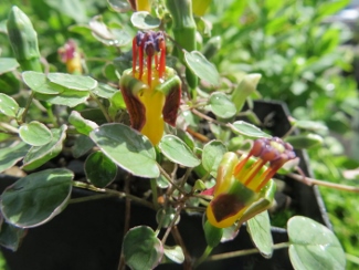 Fuchsia procumbens 'Variegata'