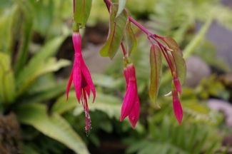 Fuchsia regia subsp. regia