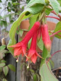 Fuchsia speciosa