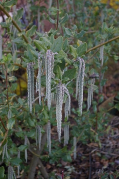 Garrya elliptica 'James Roof'