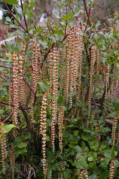 Garrya issaquahensis 'Glasnevin Wine' x