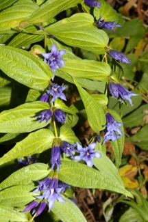 Gentiana asclepiadea