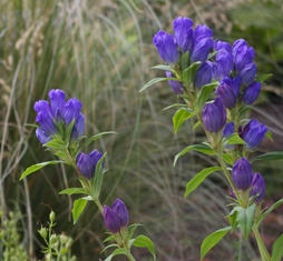 Gentiana makinoi 'Royal Blue Strain'