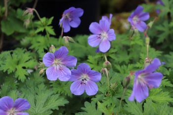 Geranium 'Johnson's Blue'