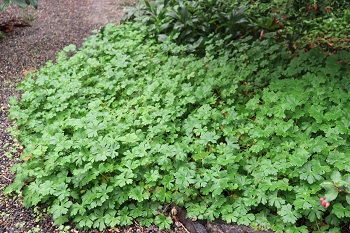 Geranium cantabrigiense x