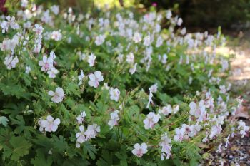 Geranium cantabrigense 'Biokovo'