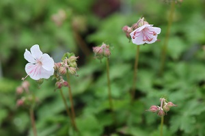 Geranium cantabrigense 'Jans'