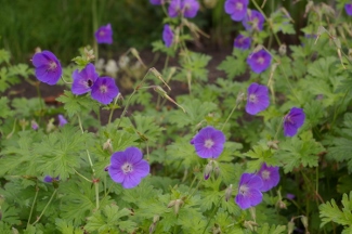 Geranium himalayense 'Gravetye'