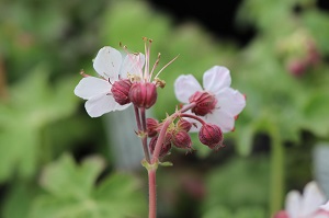 Geranium macrorrhizum 'Album'