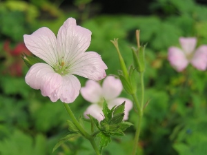 Geranium oxonianum 'Rebecca Moss'