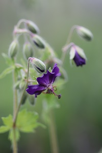 Geranium phaeum 'Blue Seedling'