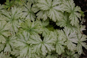 Geranium phaeum 'Margaret Wilson'