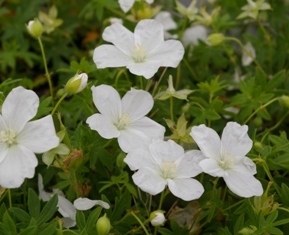 Geranium sanguineum 'Pure Joy'