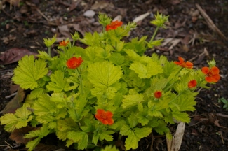 Geum 'Eos'