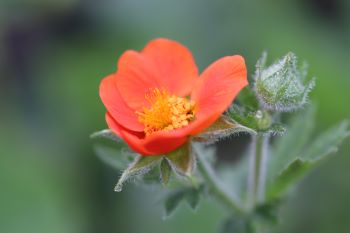 Geum 'Fire Lake'