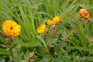 Geum 'Mango Lassi'