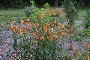 Geum 'Totally Tangerine' PP22041