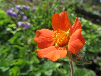 Geum coccineum 'Queen of Orange'