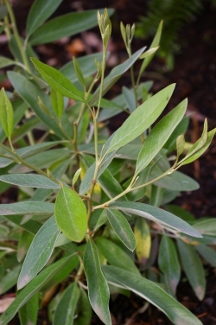 Grevillea 'Marshall Olbricht'