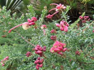 Grevillea lanigera 'Coastal Gem'