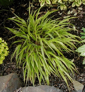 Hakonechloa macra 'Albovariegata'