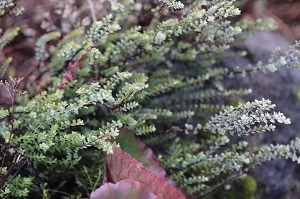 Hebe 'Quicksilver'