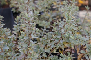 Hebe colonsoi var. glauca