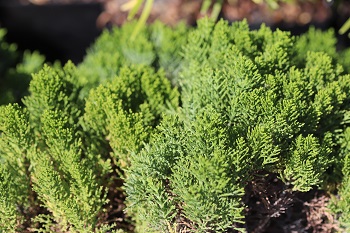 Hebe cupressoides 'Boughton Dome'