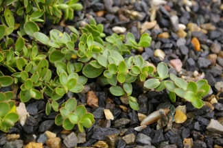 Hebe decumbens