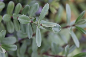 Hebe franciscana 'Lobelioides'