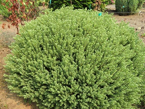 Hebe glaucophylla 'Korbel Pewter'