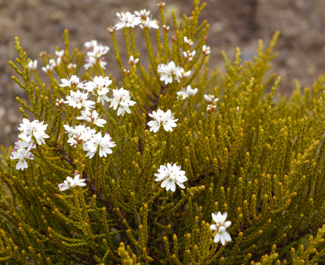 Hebe ochracea 'James Stirling'