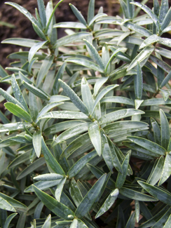 Hebe recurva 'Boughton Silver'