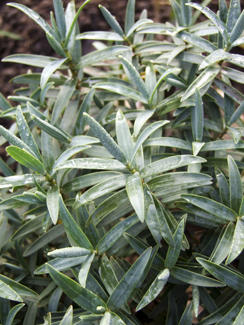 Hebe recurva  'Boughton Silver'