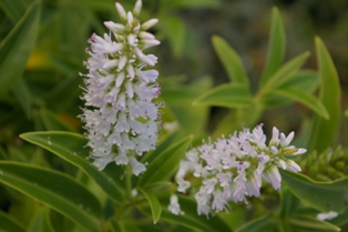 Hebe stricta var. lata