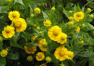 Helenium 'Tijuana Brass' PP22346