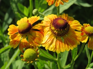 Helenium autumnale 'Zimbelstern'