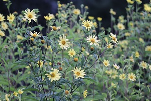 Helianthus 'Lemon Queen'